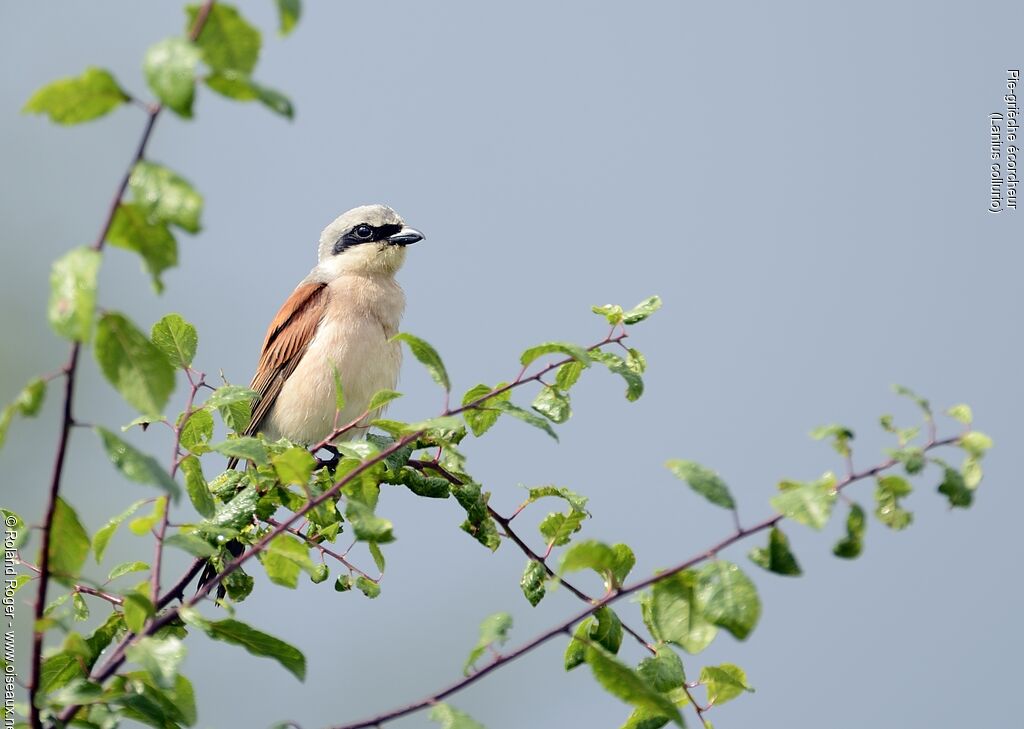 Red-backed Shrike male