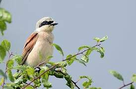 Red-backed Shrike