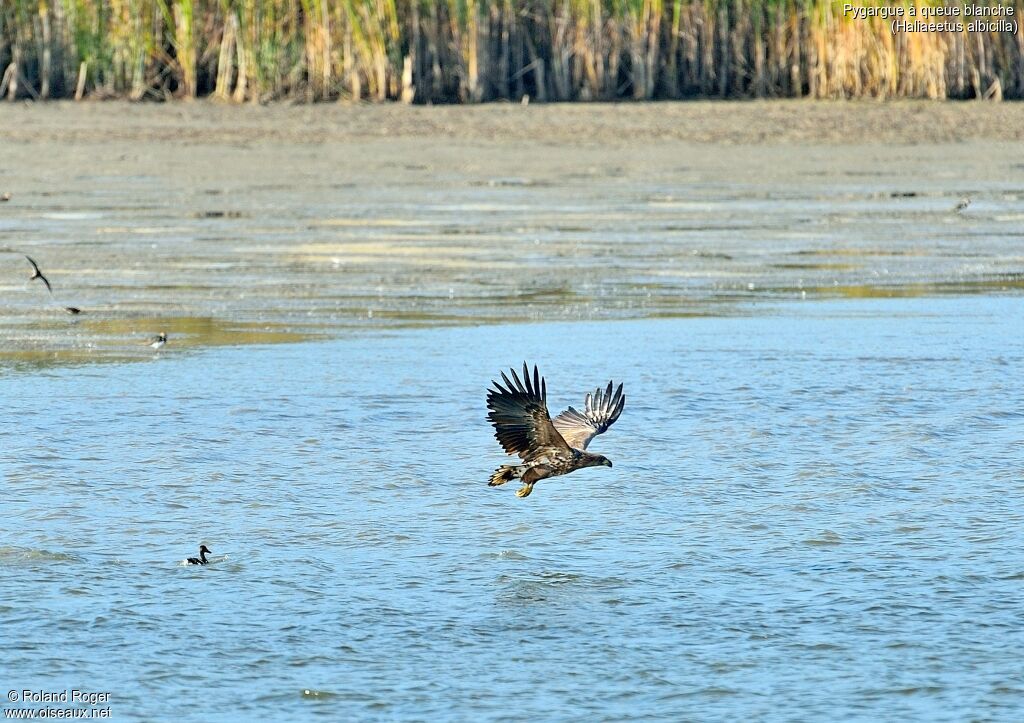 White-tailed Eagleimmature, Reproduction-nesting