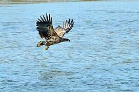 White-tailed Eagle