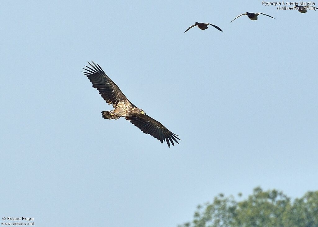 White-tailed Eagleimmature, Flight