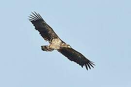 White-tailed Eagle