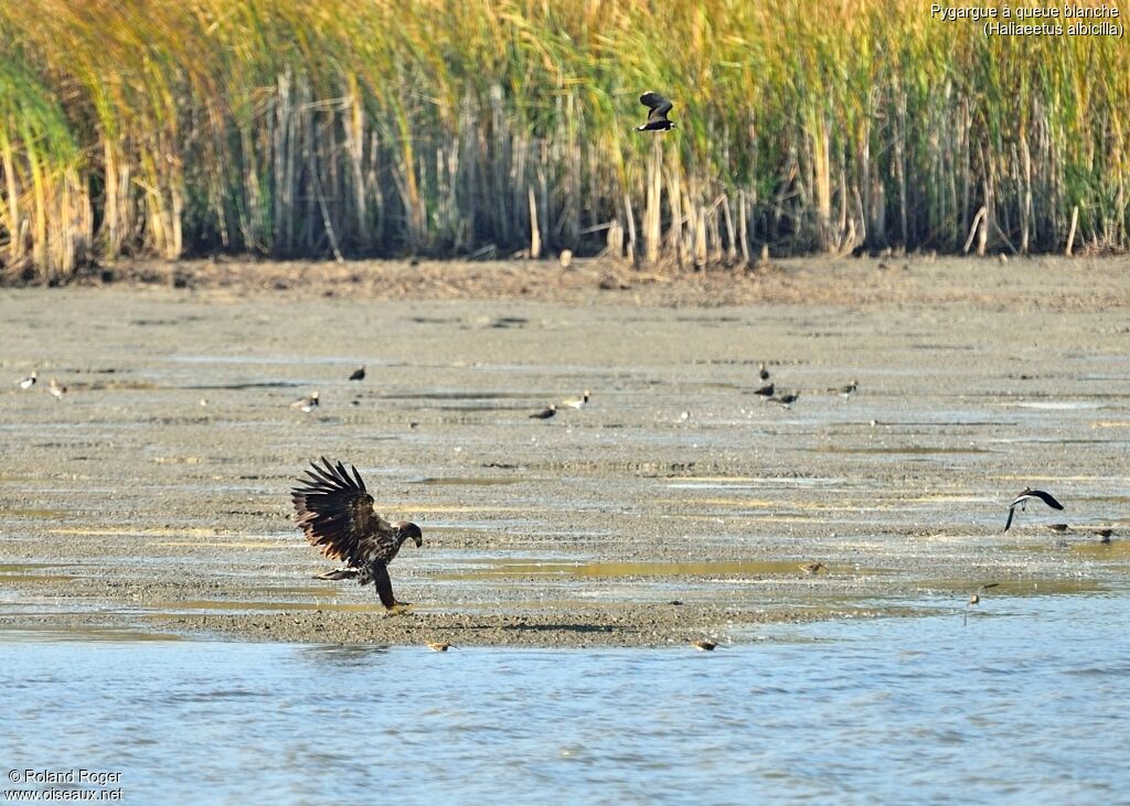 White-tailed Eagleimmature, Flight