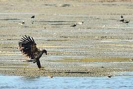 White-tailed Eagle