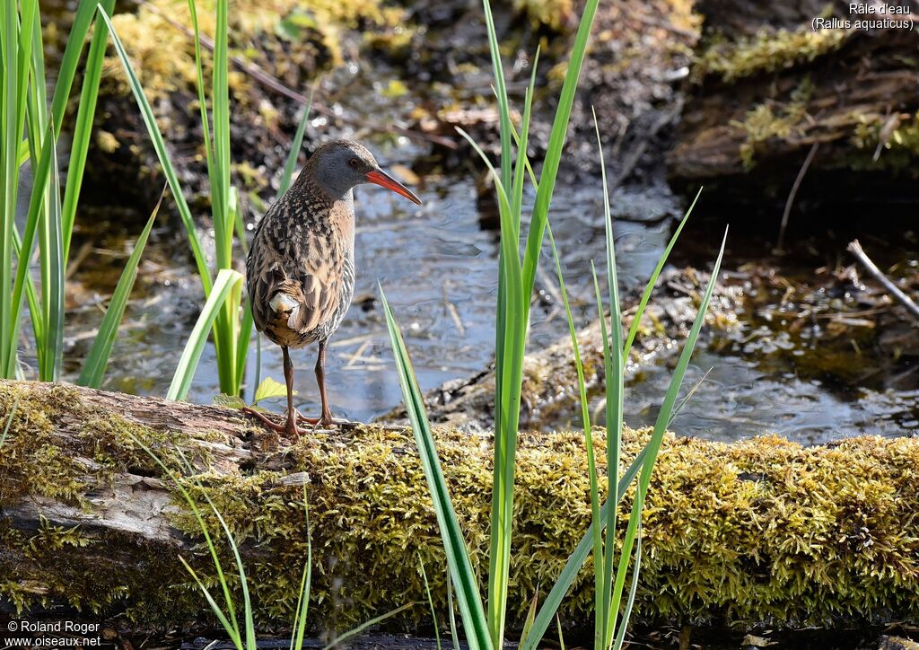 Water Rail