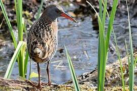 Water Rail