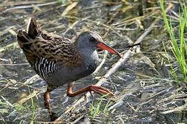 Water Rail