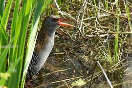 Water Rail