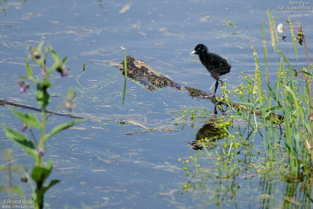 Water RailPoussin