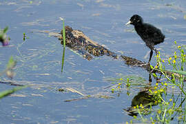 Water Rail