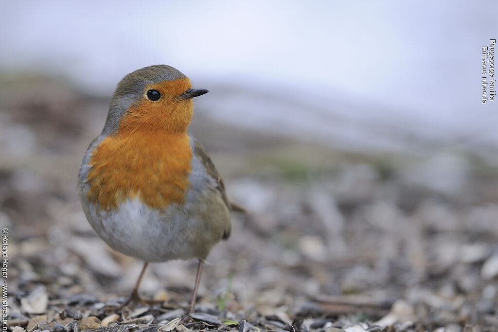 European Robin, identification