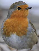 European Robin