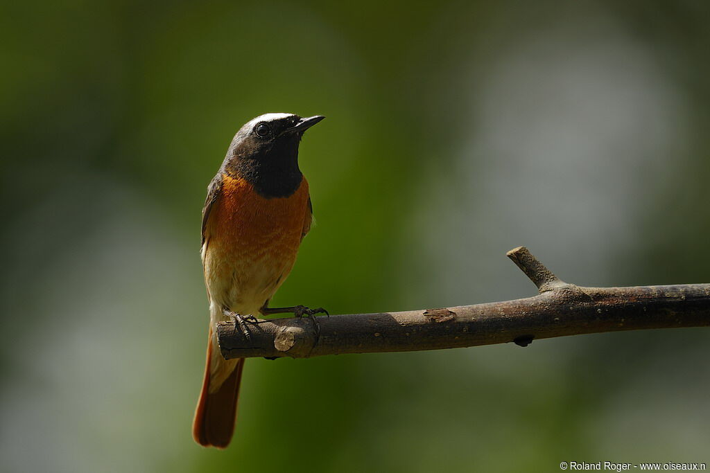 Common Redstart male adult, identification