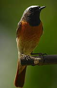 Common Redstart