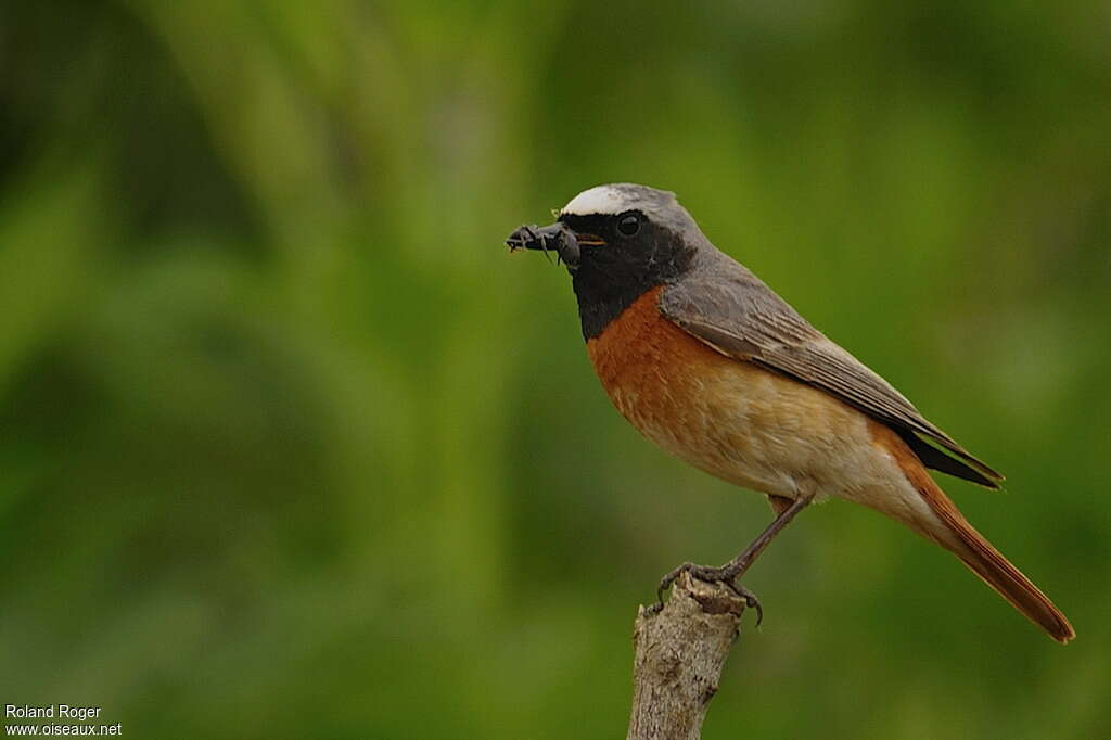 Common Redstart male adult, identification