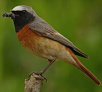 Common Redstart