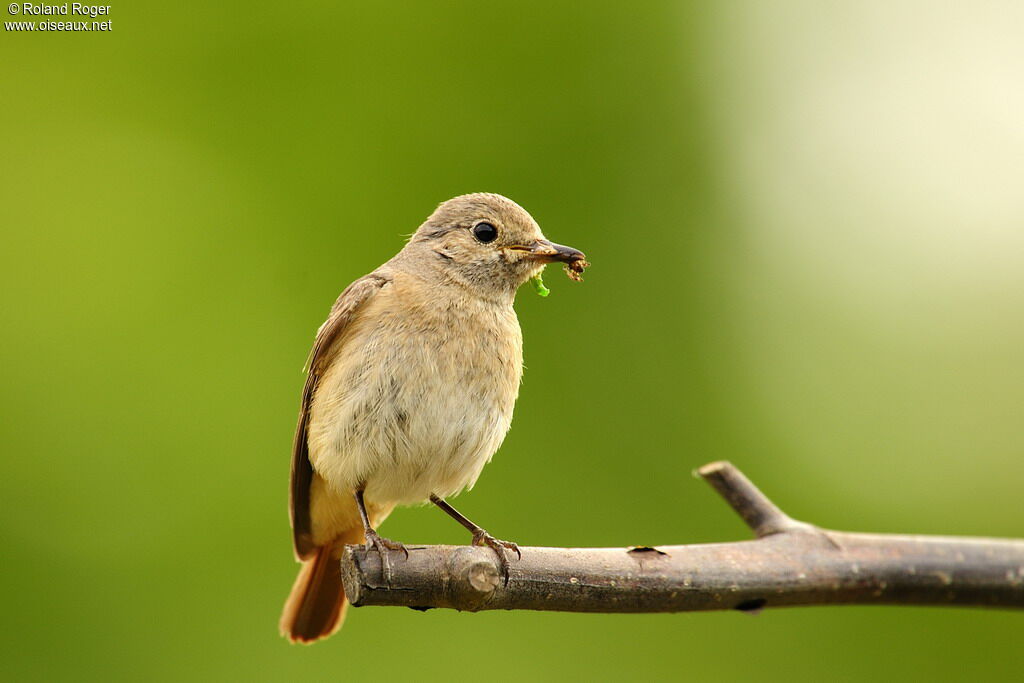 Common Redstart female