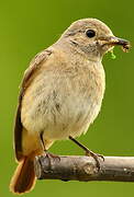 Common Redstart