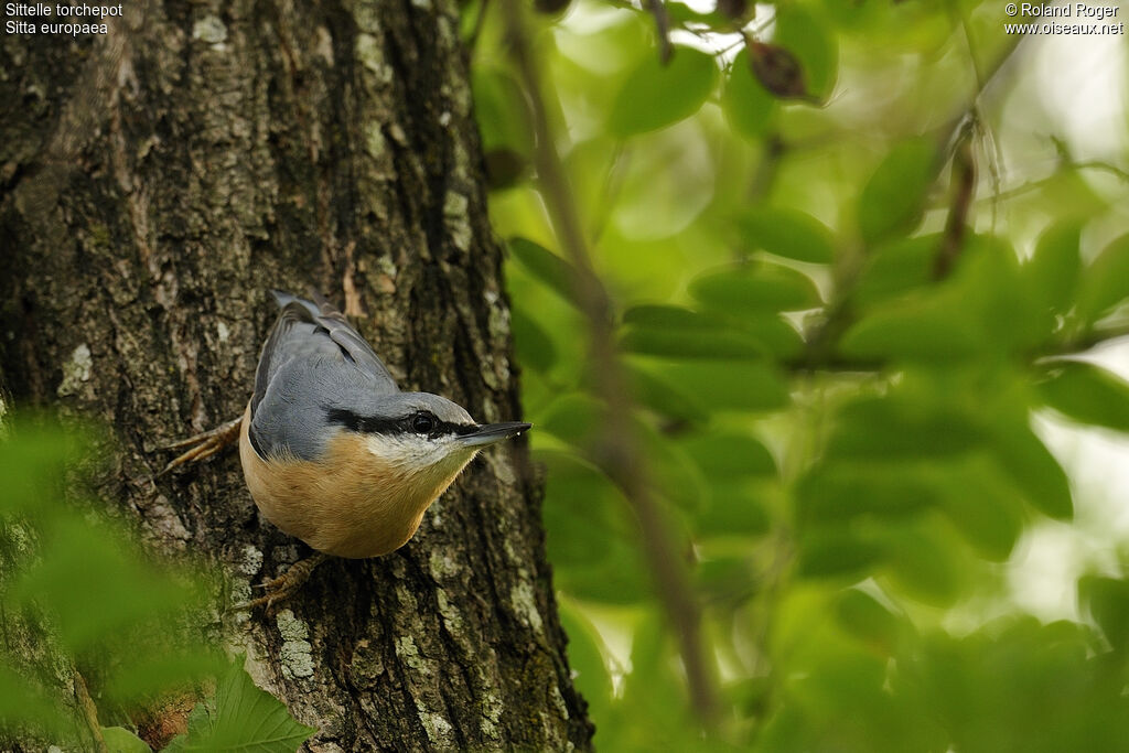 Eurasian Nuthatch, identification