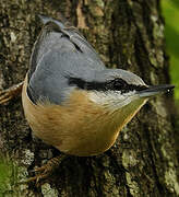 Eurasian Nuthatch