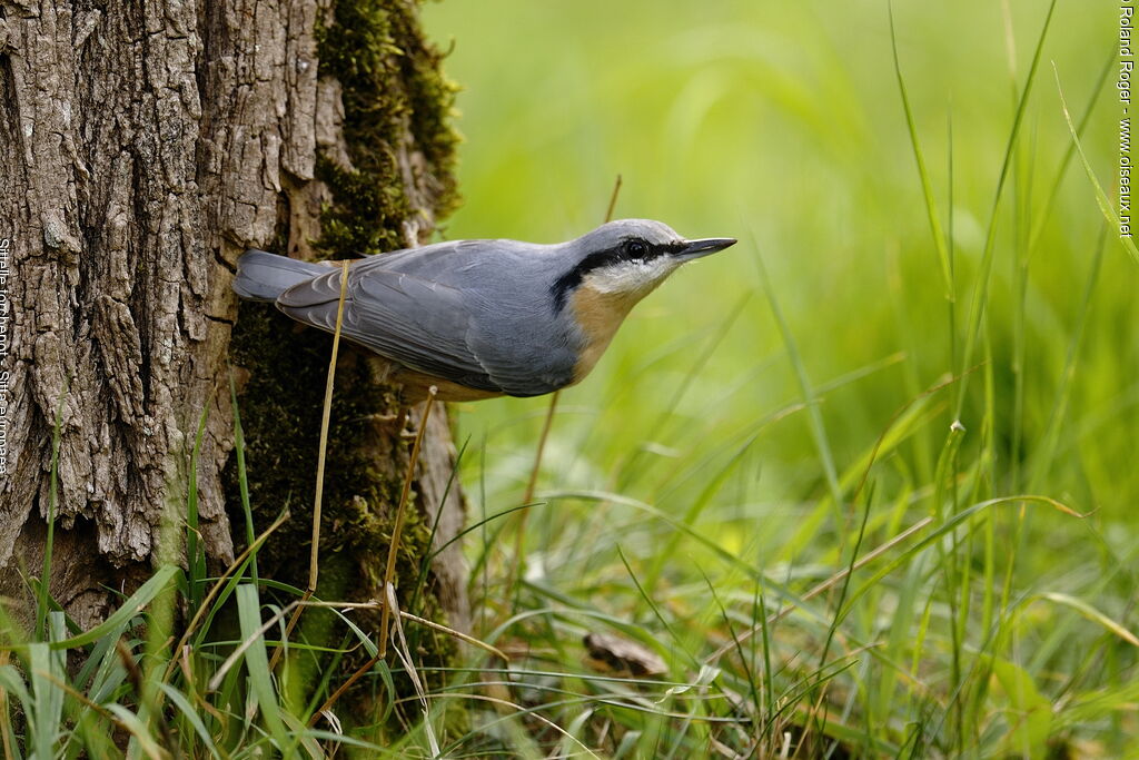 Eurasian Nuthatch