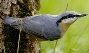 Eurasian Nuthatch