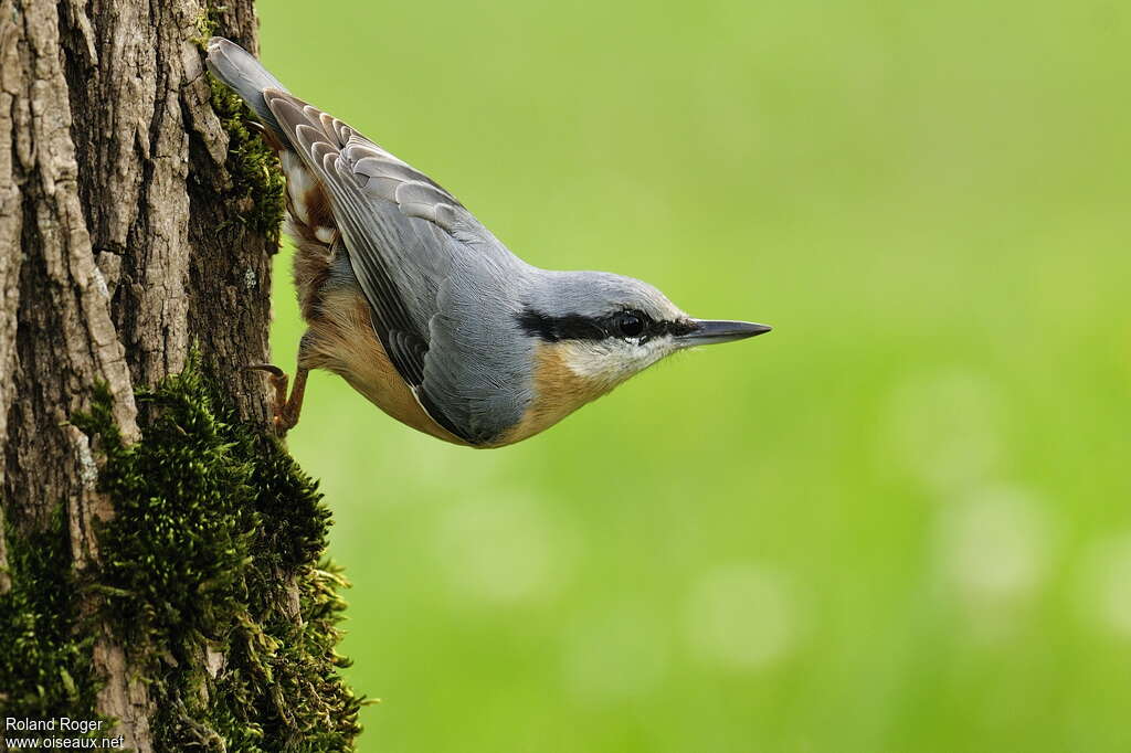 Sittelle torchepotadulte, habitat, pigmentation, Comportement