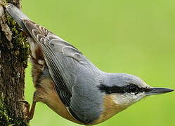 Eurasian Nuthatch