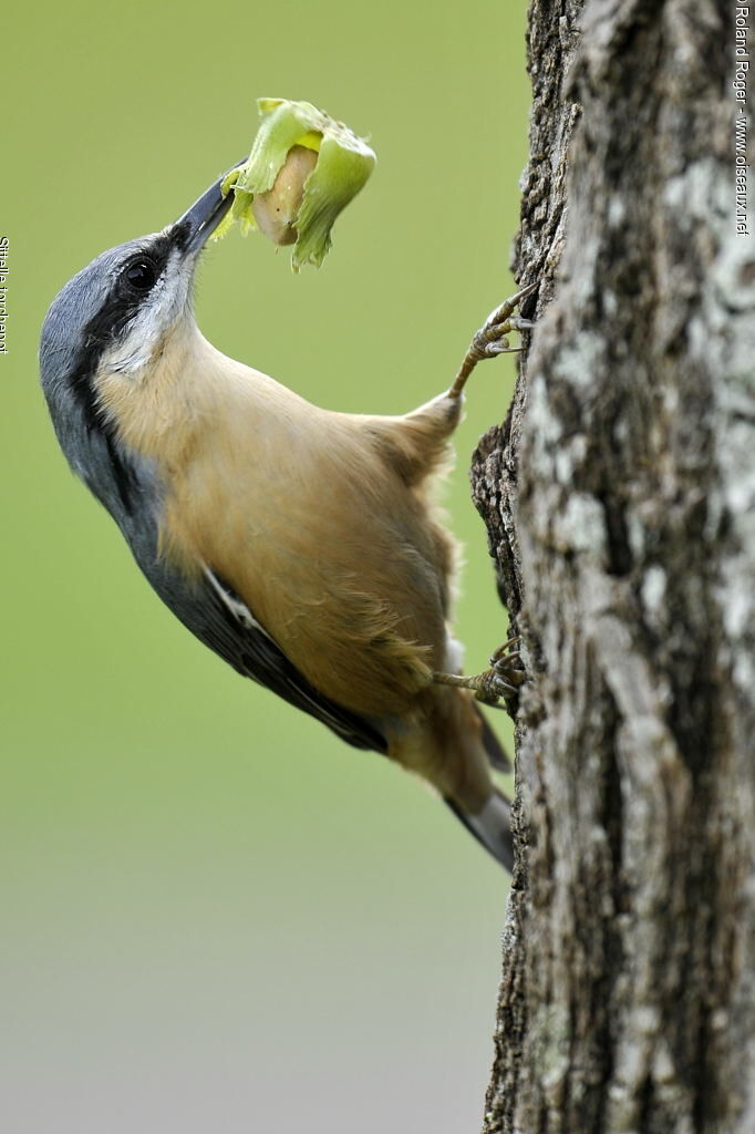 Eurasian Nuthatch