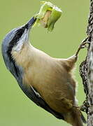 Eurasian Nuthatch