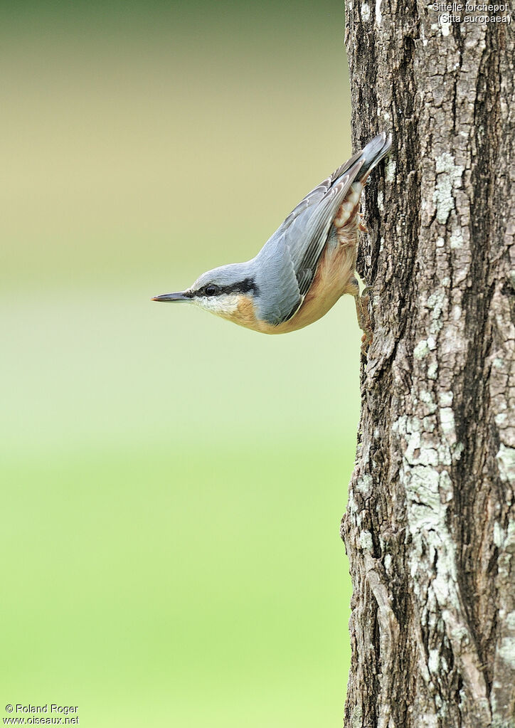 Eurasian Nuthatch, close-up portrait, aspect, walking, Behaviour