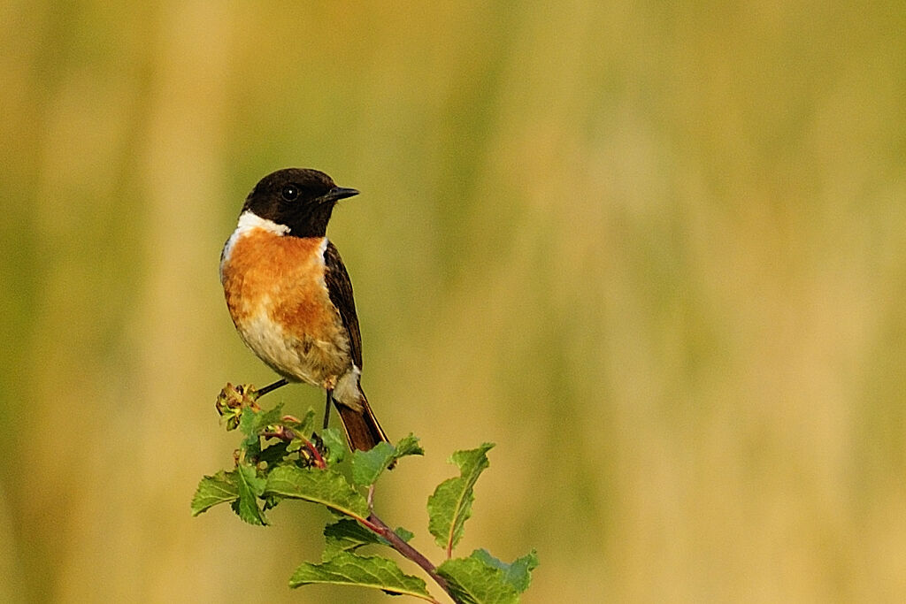 European Stonechat