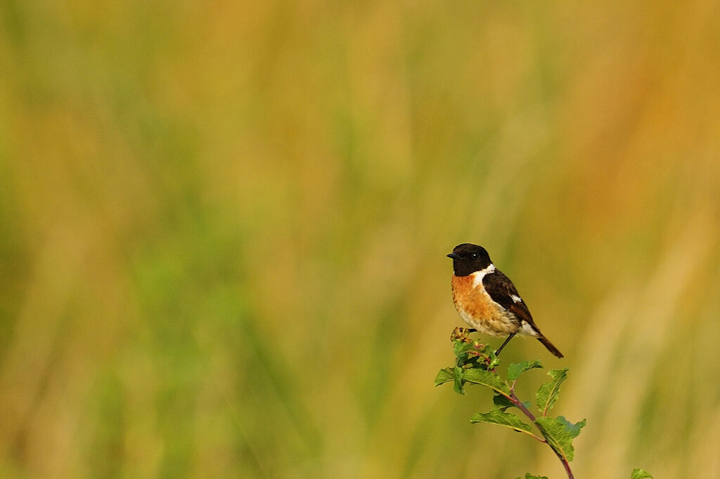 European Stonechat