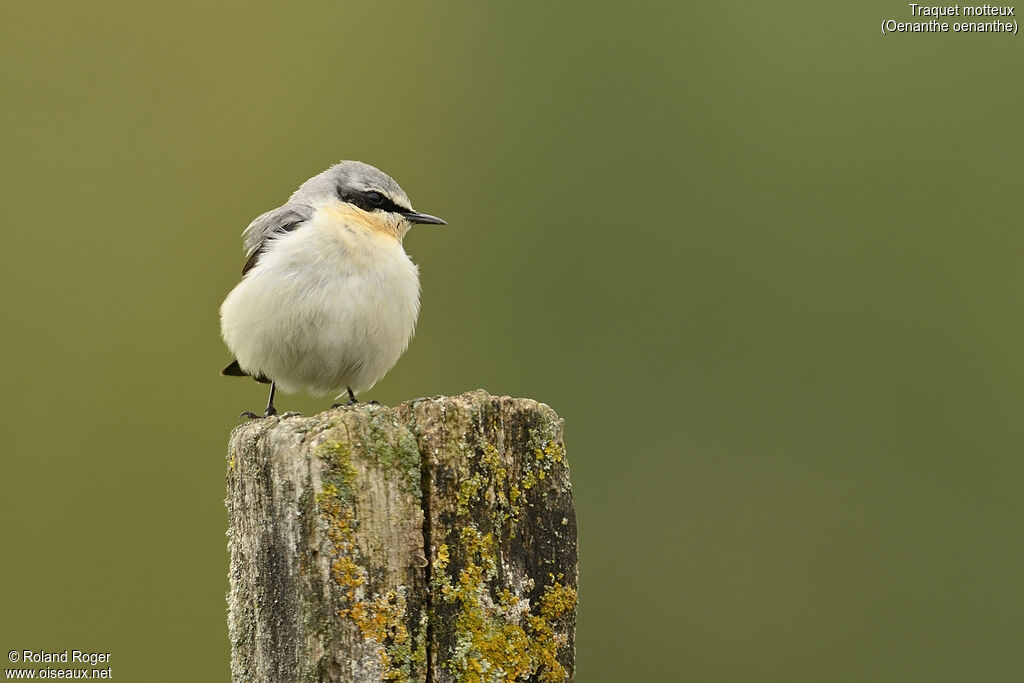 Northern Wheatear male