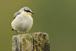 Northern Wheatear