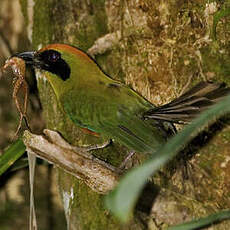 Motmot oranroux