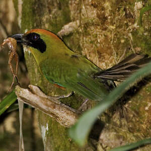 Motmot oranroux