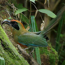 Motmot oranroux