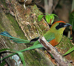 Motmot oranroux