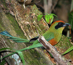 Motmot oranroux