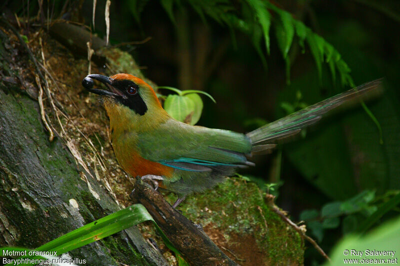 Rufous-capped Motmotadult