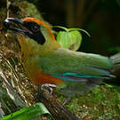 Motmot oranroux