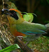 Motmot oranroux