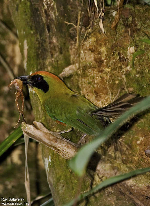 Rufous-capped Motmotadult, feeding habits