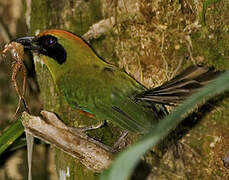 Rufous-capped Motmot