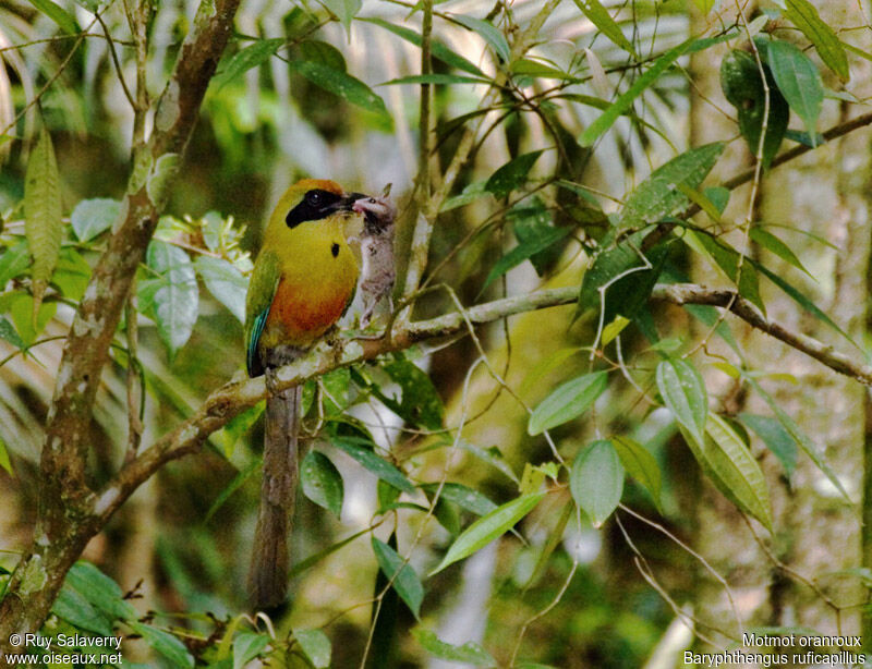 Motmot oranroux