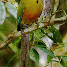 Motmot oranroux