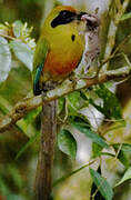 Rufous-capped Motmot