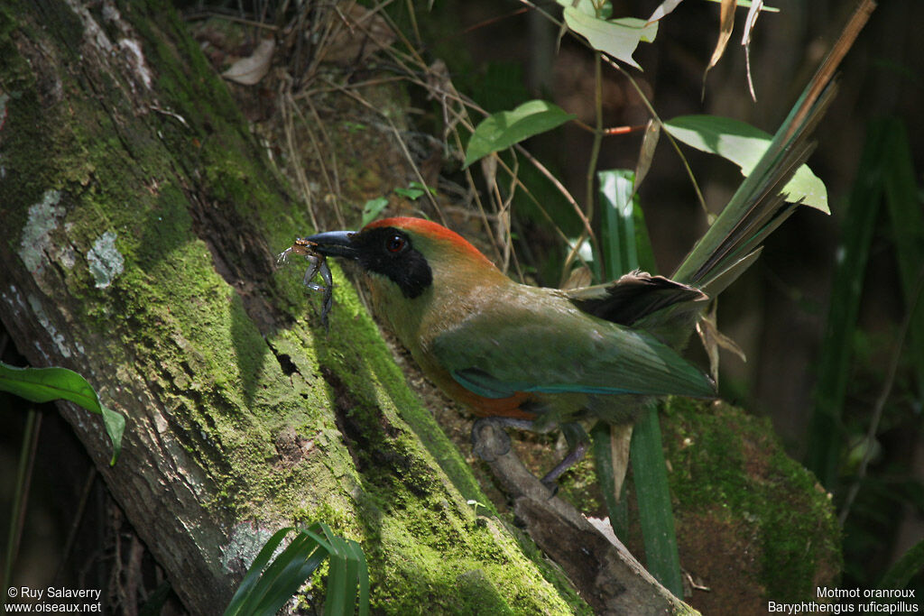 Rufous-capped Motmotadult, feeding habits