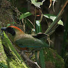 Motmot oranroux